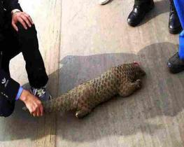 2020年非法狩猎罪立案标准是什么?